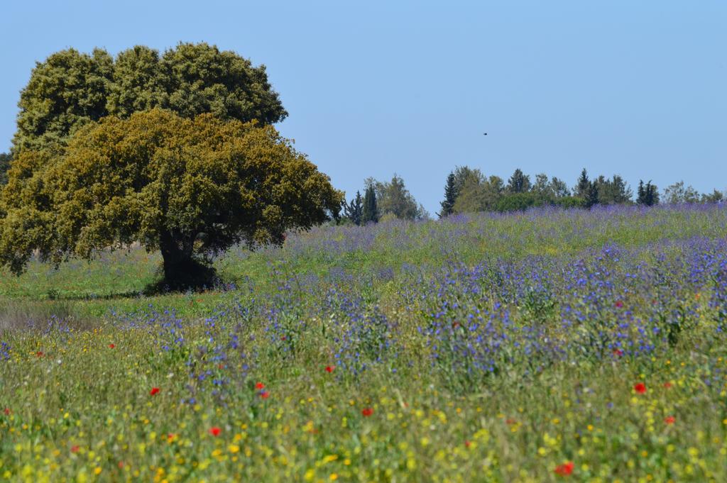 Monte Chalaca - Turismo Rural Ferreira Do Alentejo Exterior photo